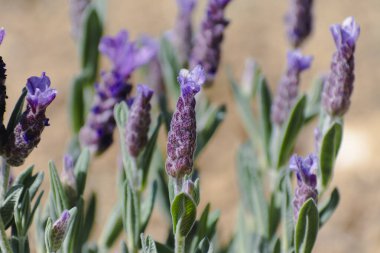 Büyük çiçekli kelebek lavantası arıları ve tozlaşan böcekleri cezbediyor, lavandula stoechas