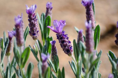 Büyük çiçekli kelebek lavantası arıları ve tozlaşan böcekleri cezbediyor, lavandula stoechas