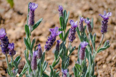 Büyük çiçekli kelebek lavantası arıları ve tozlaşan böcekleri cezbediyor, lavandula stoechas