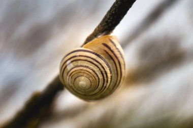 Ağaç dalına yapışmış şirin bir salyangoz, sepaea nemoralis.