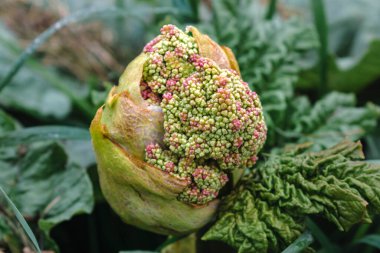 Çiçek açan ve tohuma giden rubarb, reuburbarum