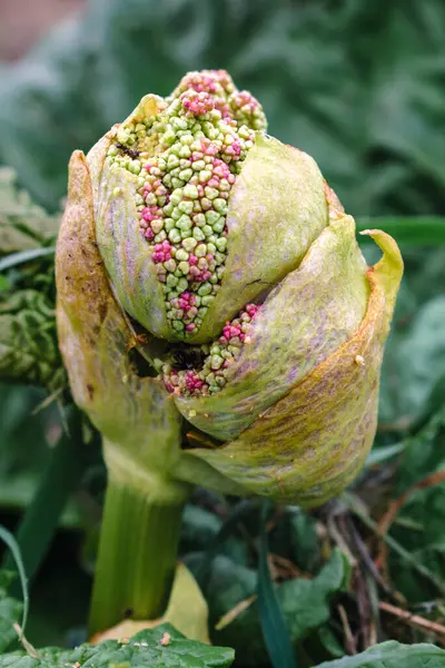 Çiçek açan ve tohuma giden rubarb, reuburbarum