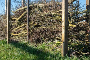 Kuru çit ya da bakım budama dallarından yapılmış Benjes çiti, ölü ahşap ve kökler, bakımsız çit, sıfır atık, yükselme, ekolojik, yaban hayatına hoş geldin.