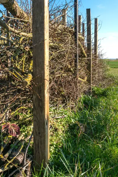 Kuru çit ya da bakım budama dallarından yapılmış Benjes çiti, ölü ahşap ve kökler, bakımsız çit, sıfır atık, yükselme, ekolojik, yaban hayatına hoş geldin.