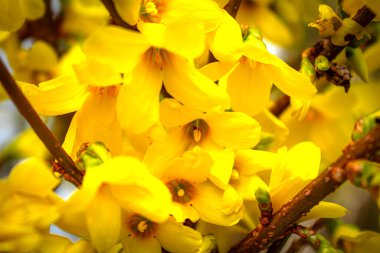 Forsythia, baharda oleaceae familyasından sarı çiçekli bir çalılık.