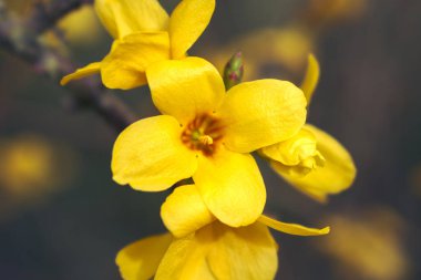 Forsythia, baharda oleaceae familyasından sarı çiçekli bir çalılık.