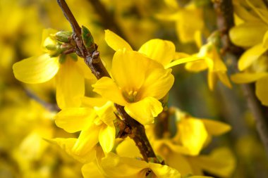 Forsythia, baharda oleaceae familyasından sarı çiçekli bir çalılık.