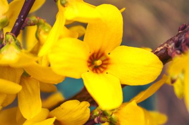 Forsythia, baharda oleaceae familyasından sarı çiçekli bir çalılık.