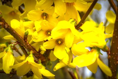 Forsythia, baharda oleaceae familyasından sarı çiçekli bir çalılık.