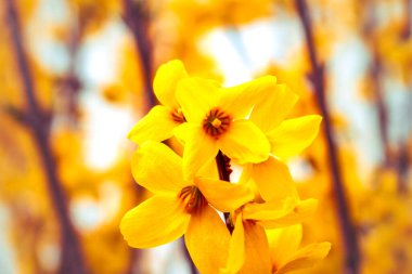 Forsythia, baharda oleaceae familyasından sarı çiçekli bir çalılık.