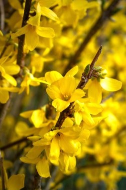 Forsythia, baharda oleaceae familyasından sarı çiçekli bir çalılık.