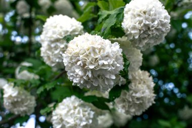Viburnum opulus roseum, kartopu viburnum beyaz top şeklindeki çiçeklerin ağırlığı altında bükülmüş büyük bir yaprak döken çalıdır.