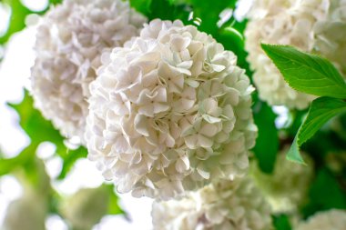 Viburnum opulus roseum, kartopu viburnum beyaz top şeklindeki çiçeklerin ağırlığı altında bükülmüş büyük bir yaprak döken çalıdır.