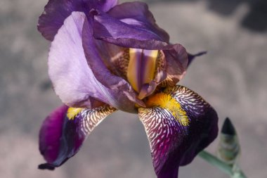 İlkbahar ve yaz aylarında güzel mavi ve mor iris çiçekleri