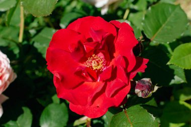 Yoğun bir kokusu ve güzel bir çiçeği olan eski bir gül.