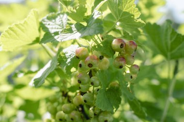 Baharda bahçede olgunlaşmamış bektaşi üzümü sağlıklı yiyecekler, pirzola...