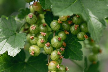 Baharda bahçede olgunlaşmamış bektaşi üzümü sağlıklı yiyecekler, pirzola...