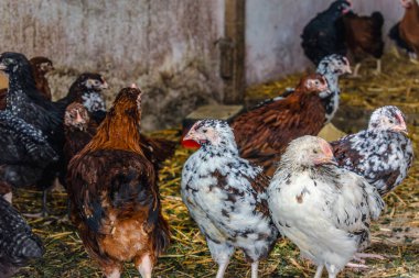 Piliçler bahçede küçük tavuklara dönüştü Pullus.