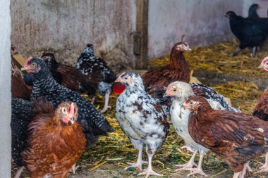 Piliçler bahçede küçük tavuklara dönüştü Pullus.