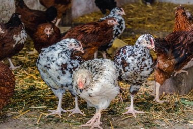 Piliçler bahçede küçük tavuklara dönüştü Pullus.