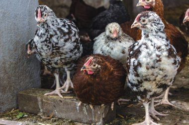 Piliçler bahçede küçük tavuklara dönüştü Pullus.