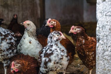 Piliçler bahçede küçük tavuklara dönüştü Pullus.