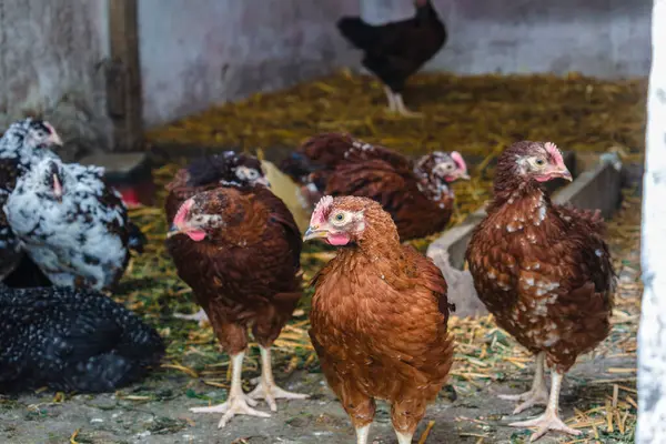 Piliçler bahçede küçük tavuklara dönüştü Pullus.