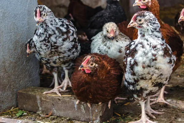 Piliçler bahçede küçük tavuklara dönüştü Pullus.