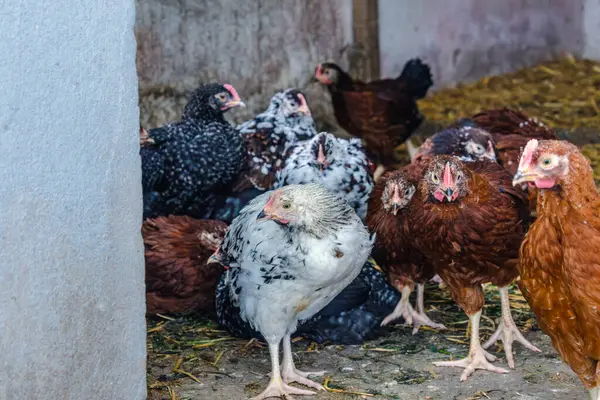 Piliçler bahçede küçük tavuklara dönüştü Pullus.