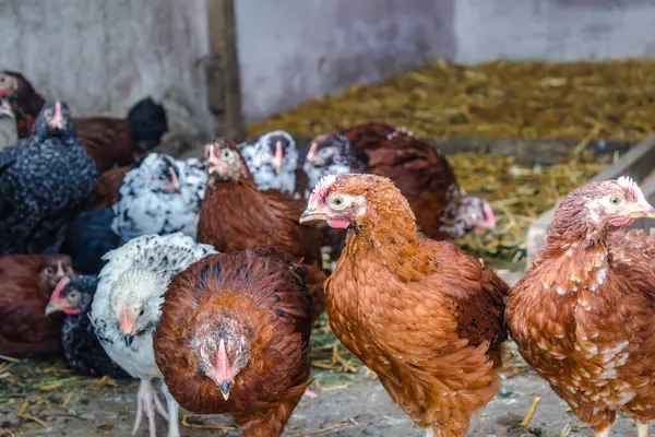 Piliçler bahçede küçük tavuklara dönüştü Pullus.