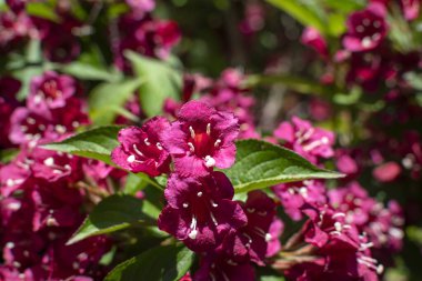 Weigela florida bristol ruby, flowers, caprifoliaceae
