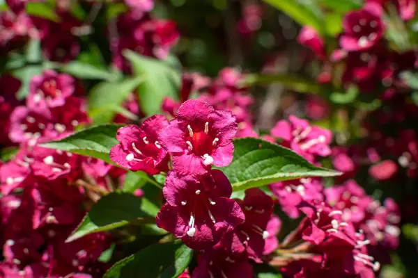 Weigela florida bristol ruby, flowers, caprifoliaceae