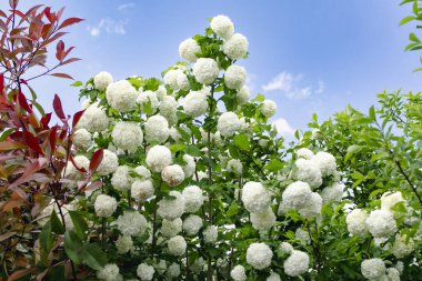 Viburnum opulus roseum, kartopu viburnum beyaz top şeklindeki çiçeklerin ağırlığı altında bükülmüş büyük bir yaprak döken çalıdır.