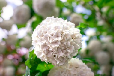 Viburnum opulus roseum, kartopu viburnum beyaz top şeklindeki çiçeklerin ağırlığı altında bükülmüş büyük bir yaprak döken çalıdır.