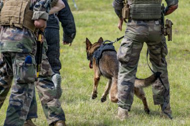 Askeri köpek ve askeri köpek eğitmeni, köpek takımı.