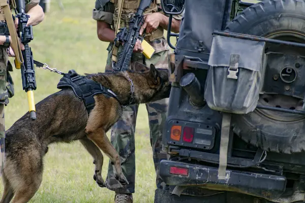 Askeri köpek ve askeri köpek eğitmeni, köpek takımı.