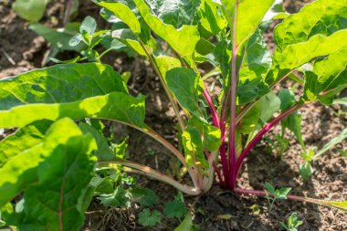 Çorba ve kızartma için ekolojik bahçede Chards büyüyen, beta vulgaris, gerçek hayat fotoğrafı