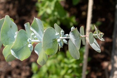 Okaliptüs, açık hava bitkisi, bırak ve dal