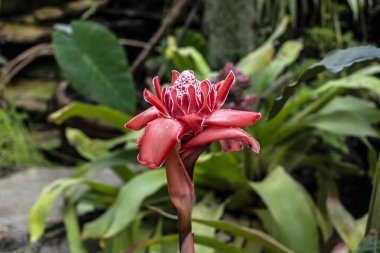 Porselen gül, Malezya ve Tayland 'a özgü çiçek bitkisi, çingiberaceae familyası, etlingera elatior