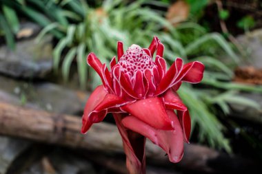 Porselen gül, Malezya ve Tayland 'a özgü çiçek bitkisi, çingiberaceae familyası, etlingera elatior