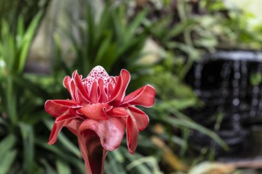 Porselen gül, Malezya ve Tayland 'a özgü çiçek bitkisi, çingiberaceae familyası, etlingera elatior