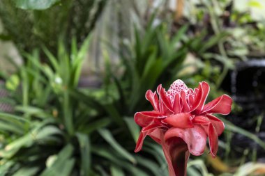 Porselen gül, Malezya ve Tayland 'a özgü çiçek bitkisi, çingiberaceae familyası, etlingera elatior