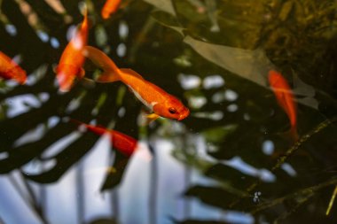 Doğal bahçe havuzunda Japon balığı, karasik auratus.