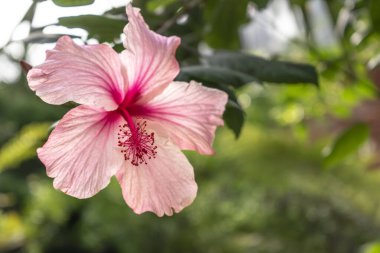 Hawaii pembe tropikal amblemi, güzel çiçek.