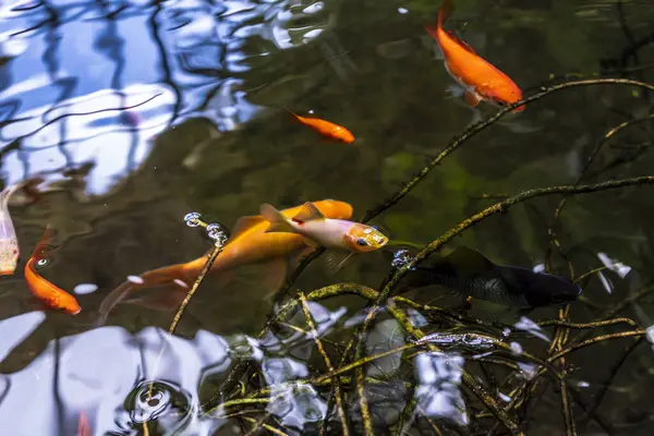 Doğal bahçe havuzunda Japon balığı, karasik auratus.