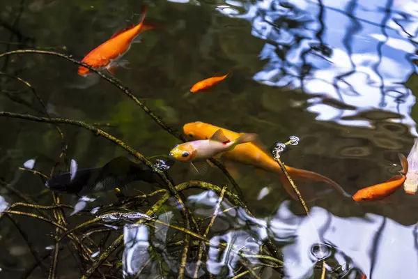 Doğal bahçe havuzunda Japon balığı, karasik auratus.
