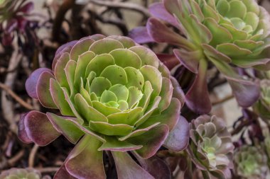 Ağaç aeonyumu, kanarya adalarına ve Fas 'a özgüdür.