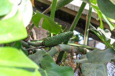 Monstera deliciosa, lezzetli meyveli sahte fildişi, araceae ailesinin bitkisi, Meksika ve Guatemala 'ya özgü.