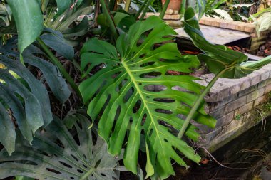 Monstera deliciosa, lezzetli meyveli sahte fildişi, araceae ailesinin bitkisi, Meksika ve Guatemala 'ya özgü.