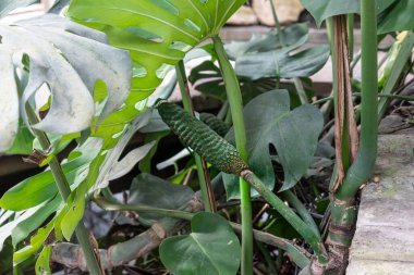 Monstera deliciosa, lezzetli meyveli sahte fildişi, araceae ailesinin bitkisi, Meksika ve Guatemala 'ya özgü.